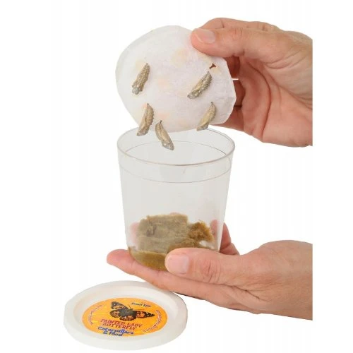 Live Butterfly Garden Live Butterfly Garden -Toyology Toys 54016fc246a5397964c6487c0f84bfd1