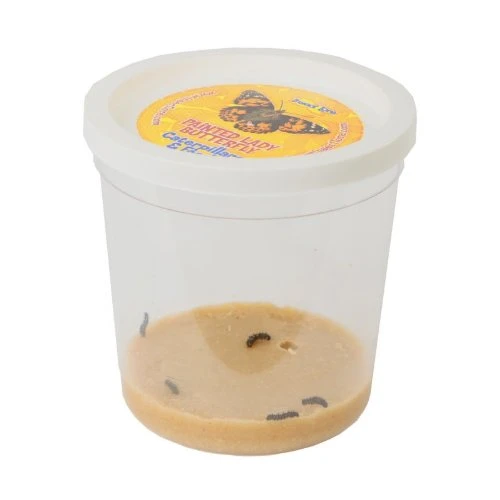 Live Butterfly Garden Live Butterfly Garden -Toyology Toys 6dfa444c171d77e193dccf0d5b8ae2b2