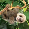 Folkmanis Baby Sloth Puppet 1 Folkmanis Baby Sloth Puppet -Toyology Toys Baby Sloth Puppet ToyologyToys 326