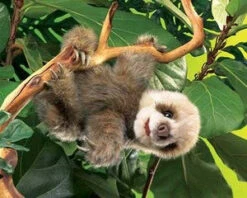 Folkmanis Baby Sloth Puppet