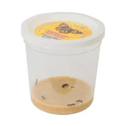 Live Butterfly Garden 5 Live Butterfly Garden -Toyology Toys Live Butterfly Garden ToyologyToys 583