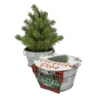 Perfect Pine - Grow Your Own Christmas Tree -Toyology Toys PerfectPine GrowyourOwnChristmasTree1 toyologytoys
