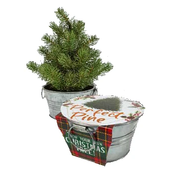Perfect Pine - Grow your Own Christmas Tree Perfect Pine - Grow Your Own Christmas Tree -Toyology Toys PerfectPine GrowyourOwnChristmasTree1 toyologytoys