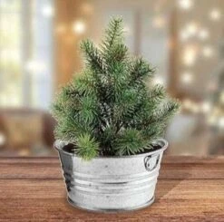 Perfect Pine - Grow Your Own Christmas Tree 4 Perfect Pine - Grow Your Own Christmas Tree -Toyology Toys image 107f668d e29b 44b3 b0c3 2be2f993927c