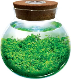 Water Plants - Create Your Own Aquascape 5 Water Plants - Create Your Own Aquascape -Toyology Toys tgtg su25 lgwp292 3
