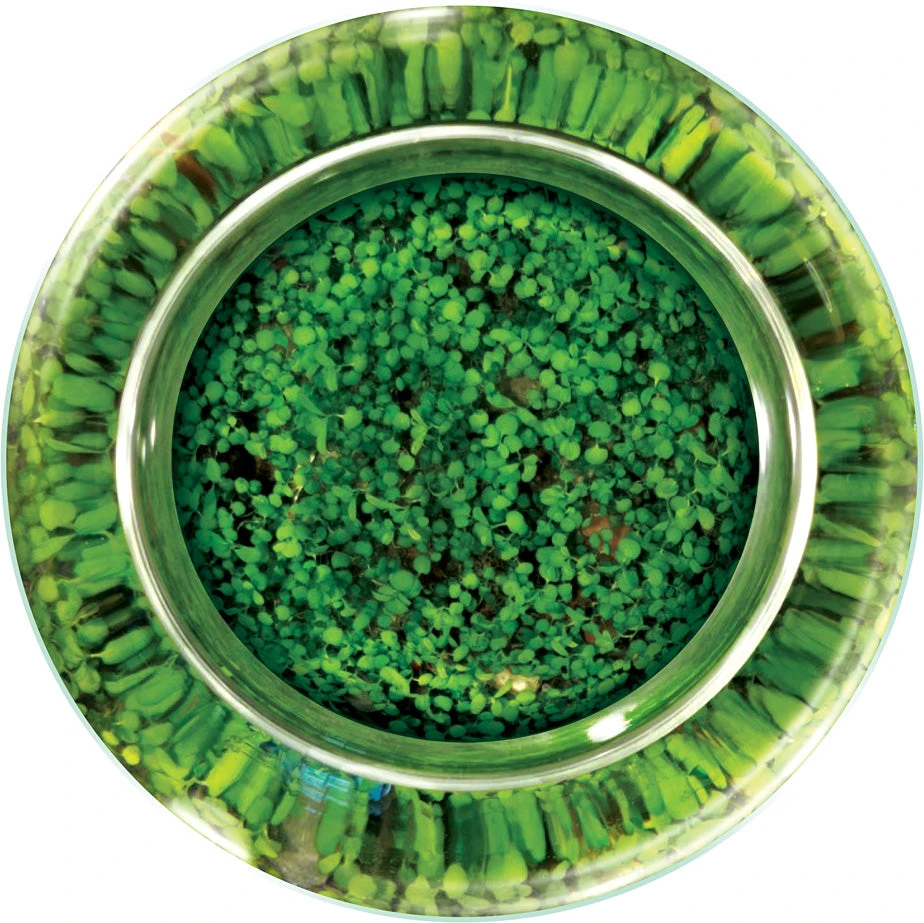 Water Plants - Create Your Own Aquascape Water Plants - Create Your Own Aquascape -Toyology Toys tgtg su25 lgwp292 4