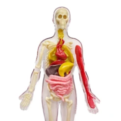 Ooze Labs: Visible Human Body With Squishable Organs -Toyology Toys uk9gmdxvgtjbg8fcxgur